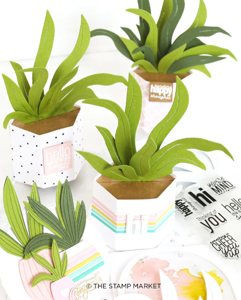 !!PRE ORDER!! Yucca Plant Die